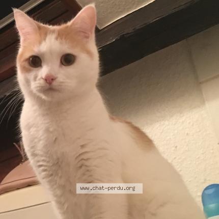 Foto 1/1 Monsieur Chat perdido en Hellemmes