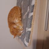 Foto del gato perdido en Luneville