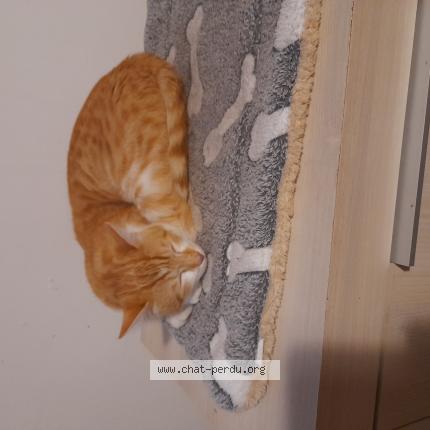 Foto 1/1 BISOU Chat perdido en Luneville