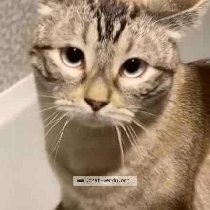 Foto 1/1 Olympe Chat perdido en Rochefort