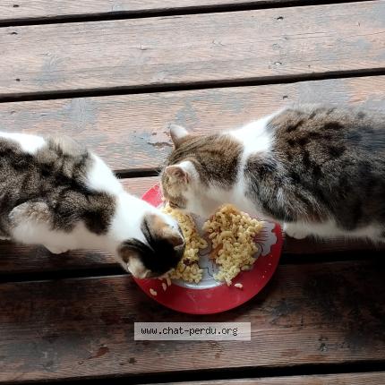 Foto 1/1 Gato encontrado Encontrado en Bolquere