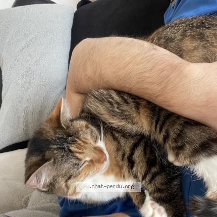 Foto 1/1 Venus Chat perdido en Caen