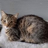 Foto del gato perdido en Denee