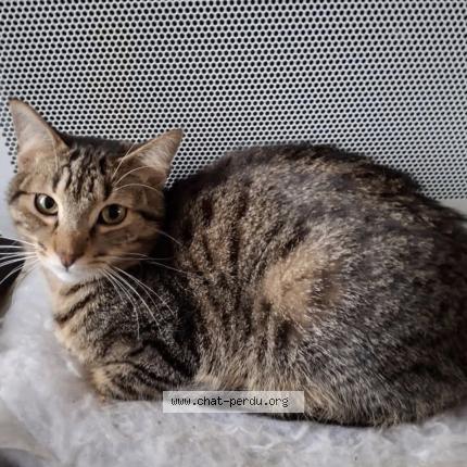 Foto 1/1 Charly Chat perdido en Denee