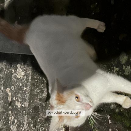 Foto 1/1 Gato encontrado Encontrado en Le poire sur vie