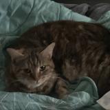 Foto del gato perdido en Cagne Sur Mer