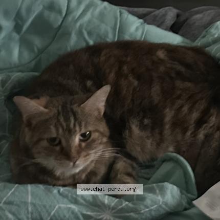 Foto 1/1 nala Chat perdido en Cagne sur mer