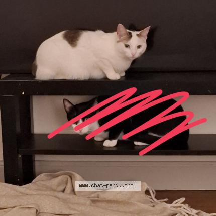 Foto 1/1 Lilo Chat perdido en Castres