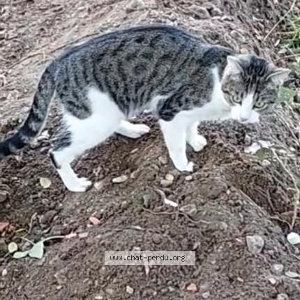 Foto 1/1 Tysha Chat perdido en Ermont