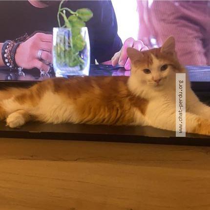 Foto 1/1 Unifiltr Chat perdido en Neuf marche