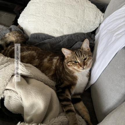 Foto 1/2 Blue Chat perdido en Mesnils sur iton