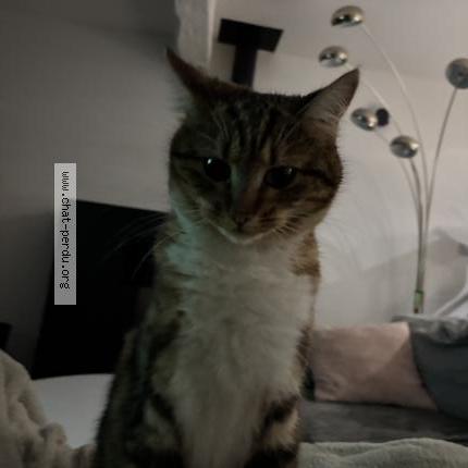 Foto 2/2 Blue Chat perdido en Mesnils sur iton