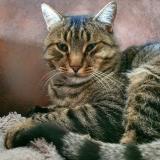 Foto del gato perdido en Locmine