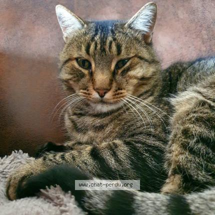 Foto 1/1 Atay Chat perdido en Locmine