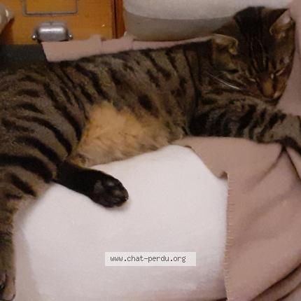 Foto 1/1 DODO Chat perdido en La croisille sur briance