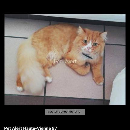 Foto 1/1 Miaouss Chat perdido en Chalus