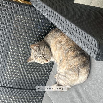 Foto 1/1 Gato encontrado Encontrado en Le blanc mesnil