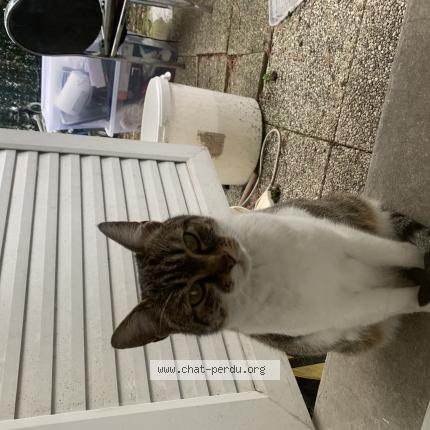 Foto 1/1 Gato encontrado Encontrado en Pierrefitte sur seine