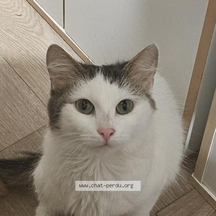 Foto 1/1 Snow Chat perdido en Sainte marguerite d elle