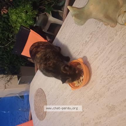 Foto 1/1 Gato encontrado Encontrado en Cagnes sur mer