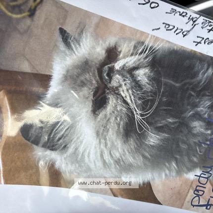 Foto 1/1 Minou Chat perdido en Le pradet