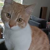 Foto del gato perdido en Malaunay