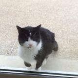 Foto del gato perdido en Sellieres