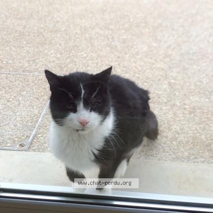 Foto 1/1 Vodka dit Chatou Chat perdido en Sellieres