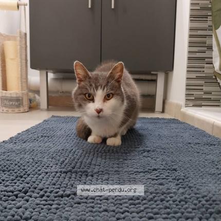 Foto 1/1 Pixel Chat perdido en Muret