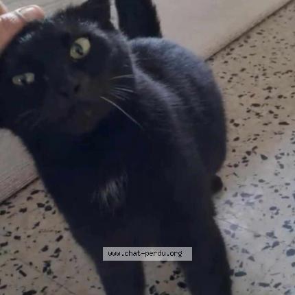 Foto 1/1 Gato encontrado Encontrado en Saint paul trois chateaux