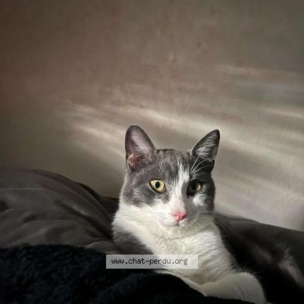 Foto 1/1 Toki Chat perdido en Lespinasse