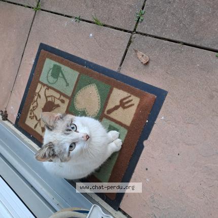 Foto 1/1 Gato encontrado Encontrado en Dax