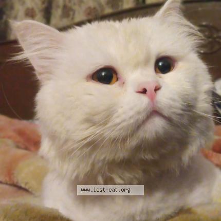 Foto 1/1 popo Chat perdido en Lahore