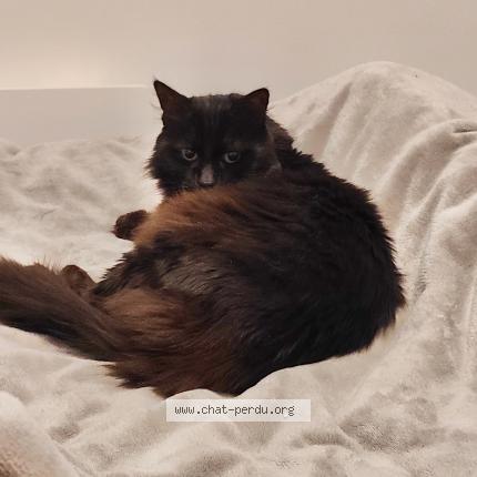 Foto 1/1 Kiwi Chat perdido en Saint ouen d aunis