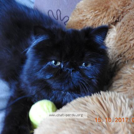 Foto 1/2 NAPOLEON Chat perdido en Sainte marie