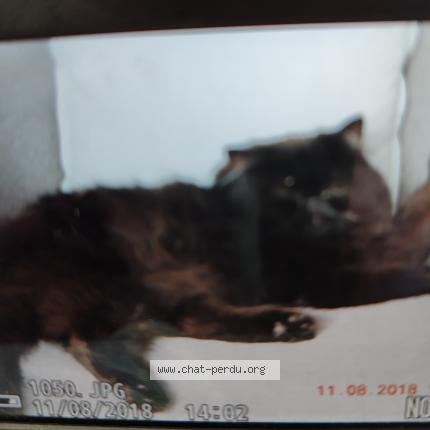 Foto 2/2 NAPOLEON Chat perdido en Sainte marie