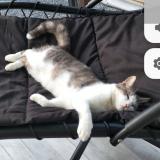 Foto del gato perdido en Fagnieres