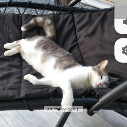 Foto 1/1 Grizou Chat perdido en Fagnieres