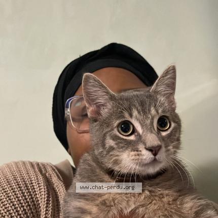 Foto 1/1 Smoky Chat perdido en Quimper