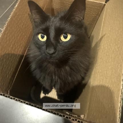 Foto 1/1 pepsi Chat perdido en Villelongue de la salanque