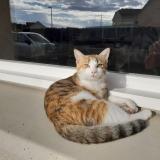 Foto del gato perdido en Pirey