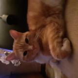 Foto del gato perdido en Marcais