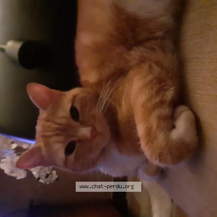 Foto 1/1 Barney Chat perdido en Marcais