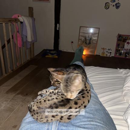 Foto 1/1 Nala Chat perdido en Lesterny