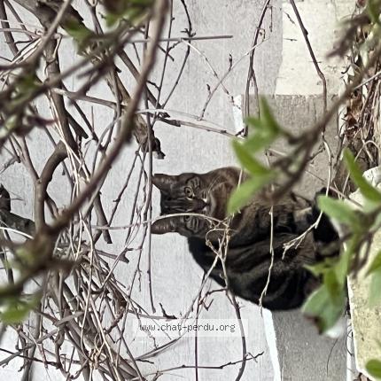 Foto 1/1 Gato encontrado Encontrado en Asnieres sur seine