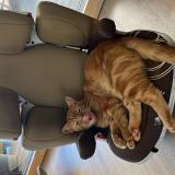 Foto del gato perdido en Assas