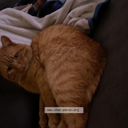 Foto 1/1 Sonnic Chat perdido en Mannevillette