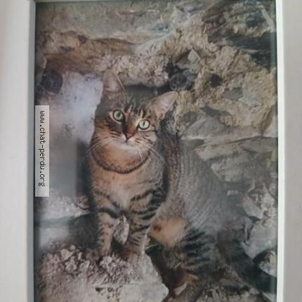 Foto 1/1 Lune Chat perdido en Lingreville