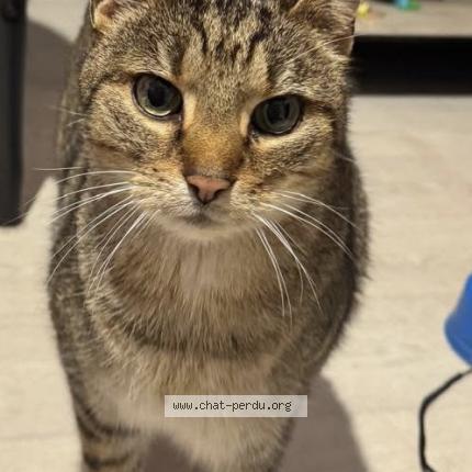 Foto 1/1 Grisou Chat perdido en Lamorlaye