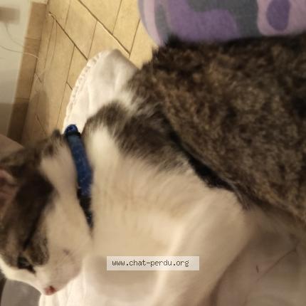 Foto 1/1 Mistic Chat perdido en Brou